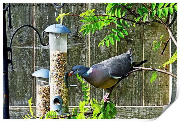  Common Wood Pigeon feeding in garden. Print by Frank Irwin
