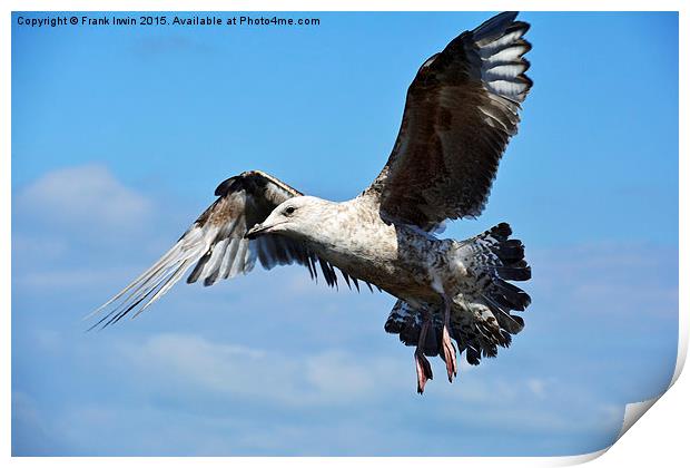  Coming in to land Print by Frank Irwin