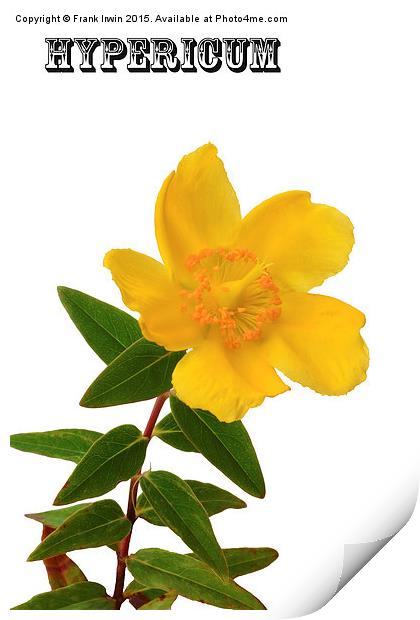  Hypericum bloom in all its glory Print by Frank Irwin