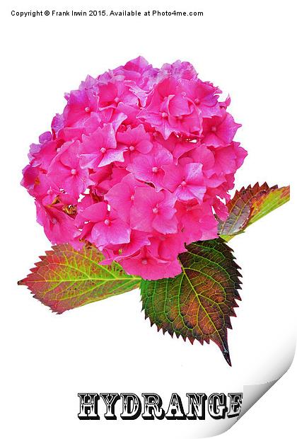 Beautiful Hydrangea in all its glory Print by Frank Irwin