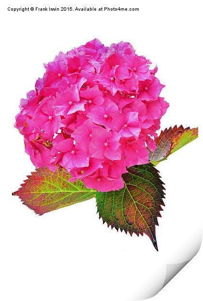  Beautiful & Colourful Hydrangea  Print by Frank Irwin