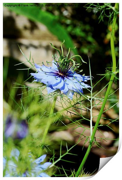 ‘Miss Jekyll’ aka “Love in a mist”. Print by Frank Irwin