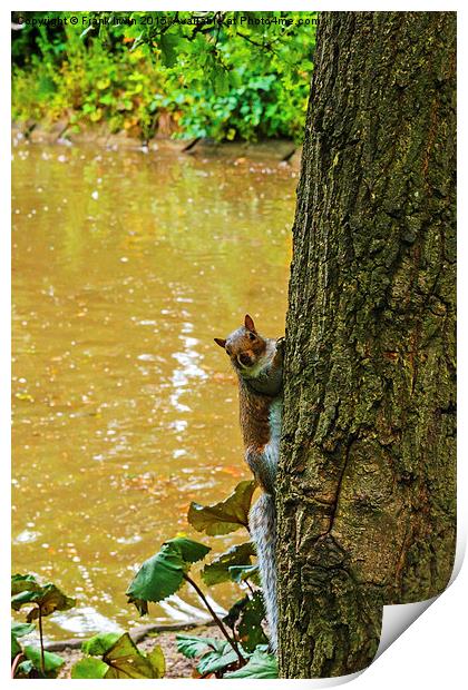  A Cute squirrel pops out from behind a tree! Print by Frank Irwin
