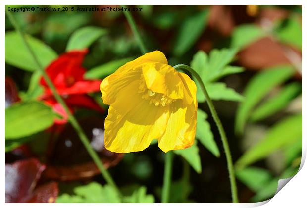  A pretty yellow flower growing in the wild Print by Frank Irwin
