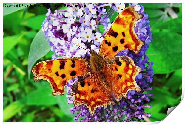 The beautiful "Comma" butterfly in all its glory Print by Frank Irwin