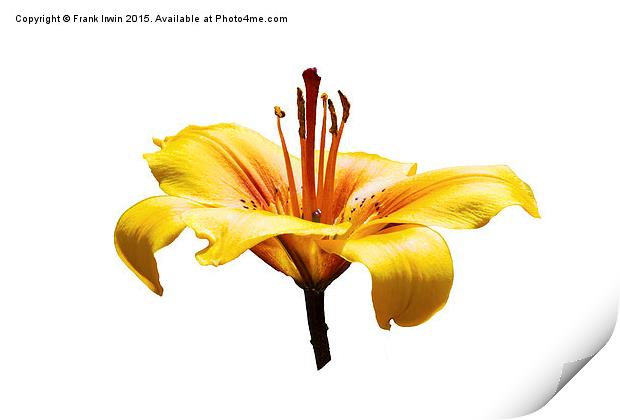  A beautiful yellow Lily head in all its glory Print by Frank Irwin