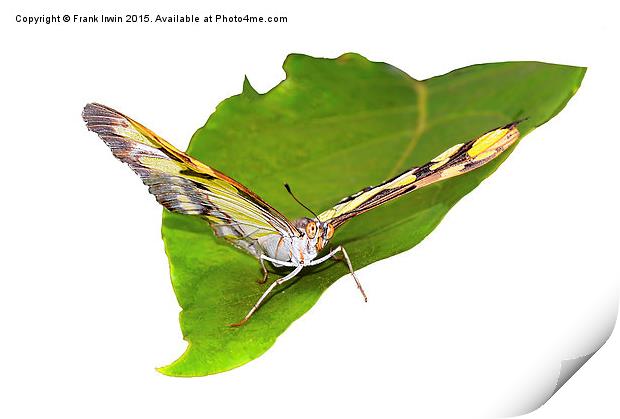  The beautiful "Malachite" butterfly Print by Frank Irwin