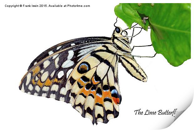  The Common Lime butterfly Print by Frank Irwin
