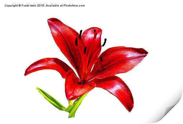  A beautiful Red Lily in all its glory Print by Frank Irwin