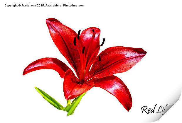 A beautiful Red Lily in all its glory Print by Frank Irwin
