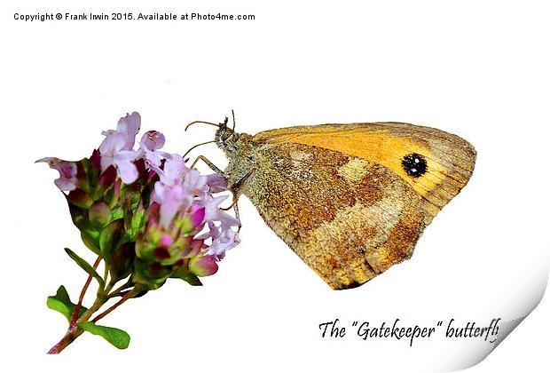 The Gatekeeper butterfly feeding Print by Frank Irwin