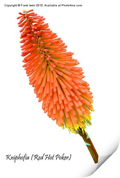  Red Hot Poker plant, Kniphofia. Print by Frank Irwin