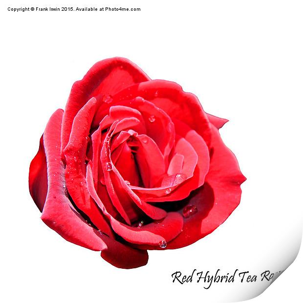 A beautiful Red "Hybrid Tea" rose Print by Frank Irwin