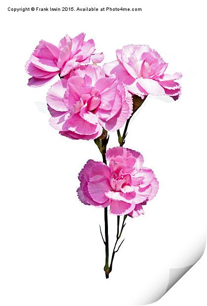 Beautiful, colourful carnations (Pinks) Print by Frank Irwin