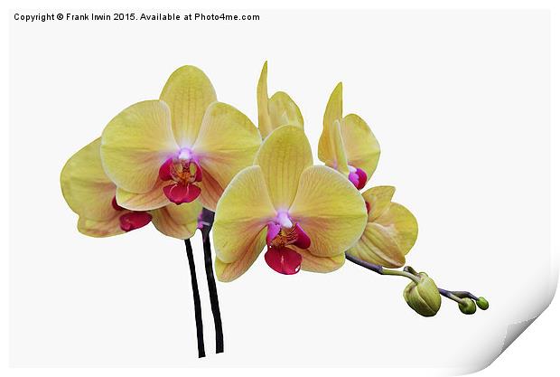  Beautiful yellow orchid Print by Frank Irwin