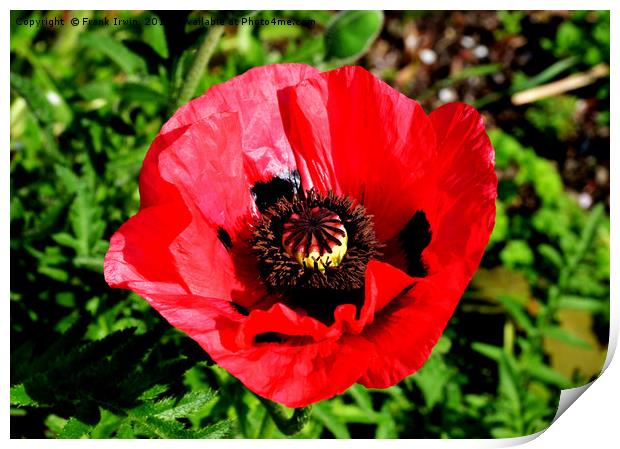 Red poppy, close up and in full bloom Print by Frank Irwin