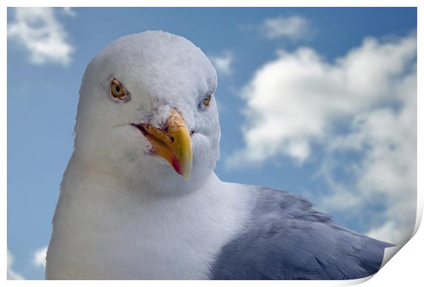 Seagull posing for me Print by Frank Irwin