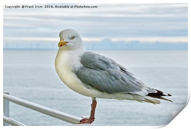 Seagull on high, posing for the camera Print by Frank Irwin