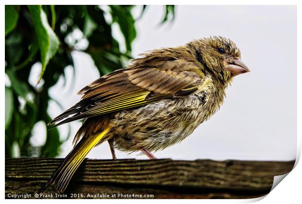 Young Greenfinch visitor Print by Frank Irwin