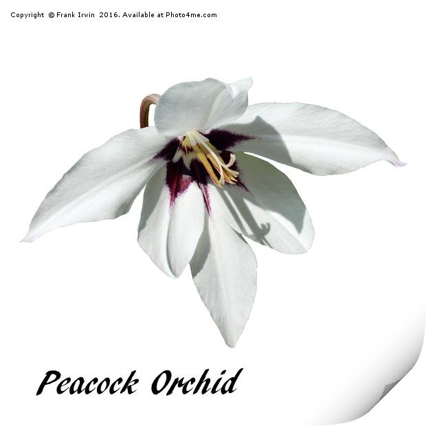The "Peacock Orchid" in all its glory Print by Frank Irwin