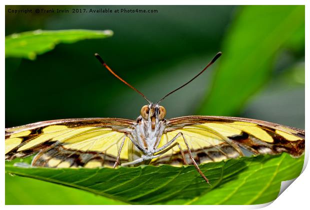 The Malechite butterfly staring me down! Print by Frank Irwin