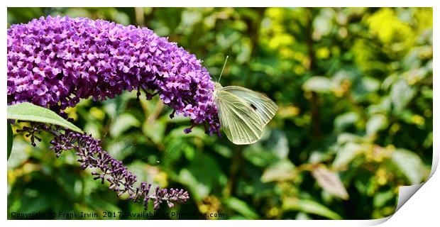 Buddleia & Green veined white Print by Frank Irwin