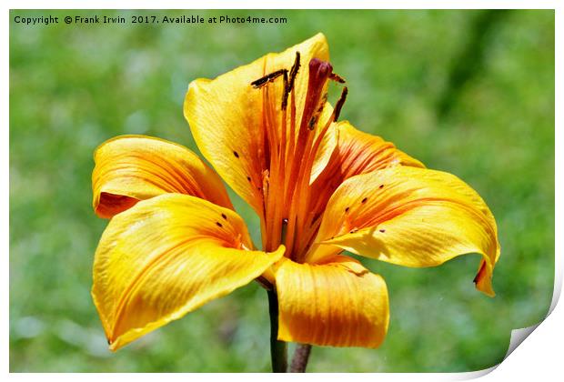 Yellow Lily in semi close-up Print by Frank Irwin