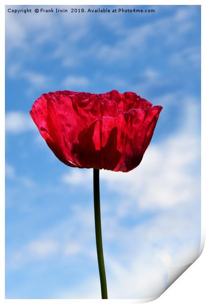 Beautiful Red Poppy Print by Frank Irwin