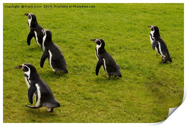 Humboldt penguins frolicking around Print by Frank Irwin