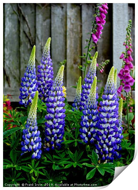 Beaufiful, colourful, giant Lupins Print by Frank Irwin