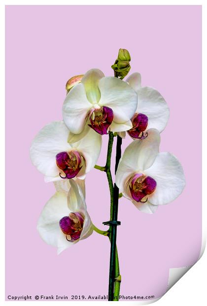 The Phalaenopsis or 'Moth Orchid'  Print by Frank Irwin