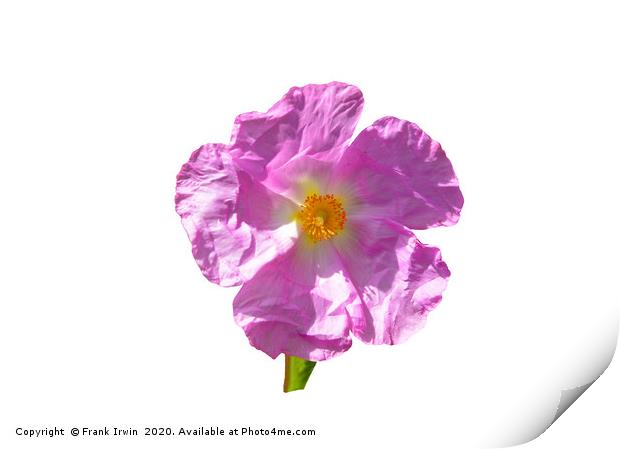 Rosa Canina (Dog Rose) Print by Frank Irwin