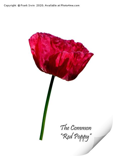 The Common Red Poppy Print by Frank Irwin
