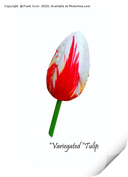 Beautiful Variegated Tulip Print by Frank Irwin