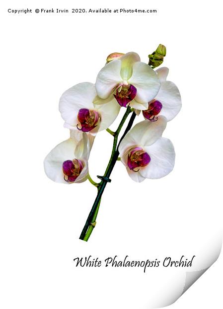Beautiful White Phalaenopsis Orchid Print by Frank Irwin