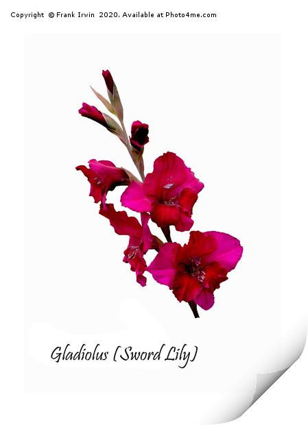 The Beautiful Red Gladioli aka (Sword Lily)  Print by Frank Irwin