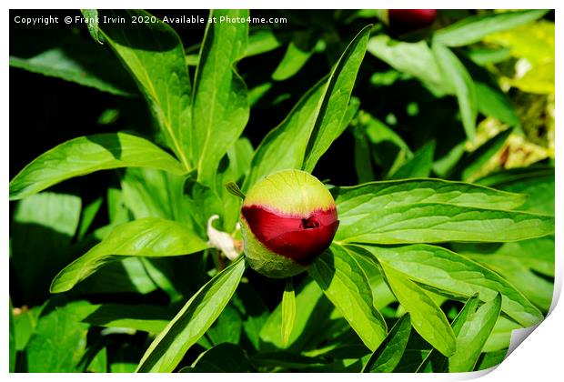 Peony bud about to burst into life! Print by Frank Irwin