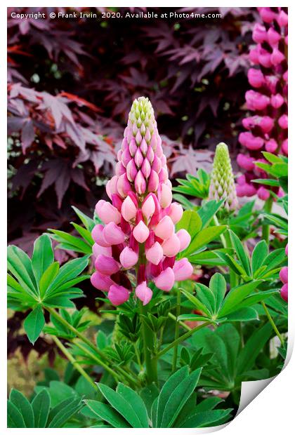 Frank IrwinPink and Red Lupin Print by Frank Irwin