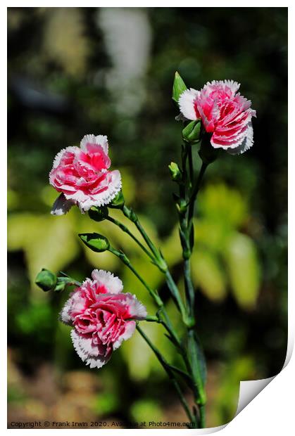 Carnations (Pinks) Print by Frank Irwin