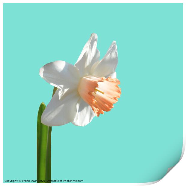 A beautiful multi-coloured Narcissus Print by Frank Irwin
