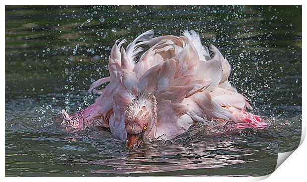 Bathing Flamingo Print by Roger Byng