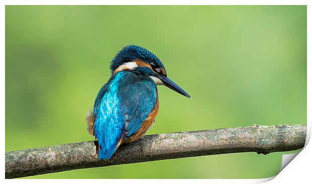 Kingfisher Watching Print by Roger Byng