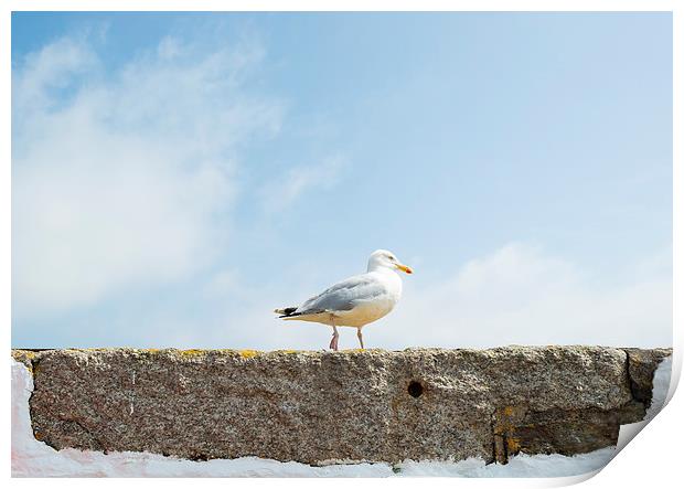 Seagull on a wall Print by Roger Byng
