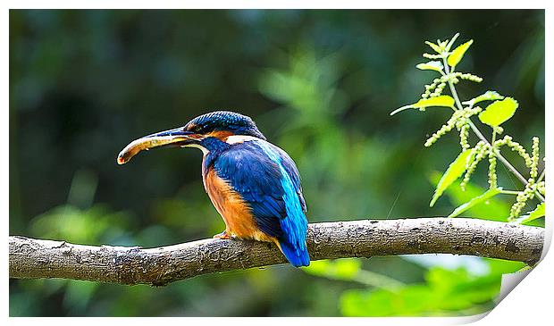 Kingfisher With Minnow Print by Roger Byng