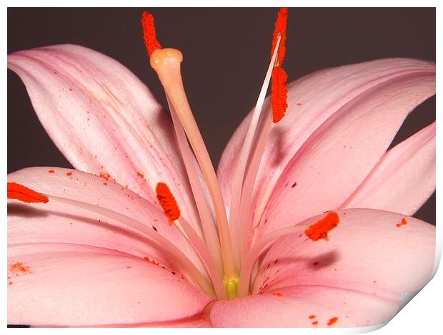 pink lily Print by Ali Dyer