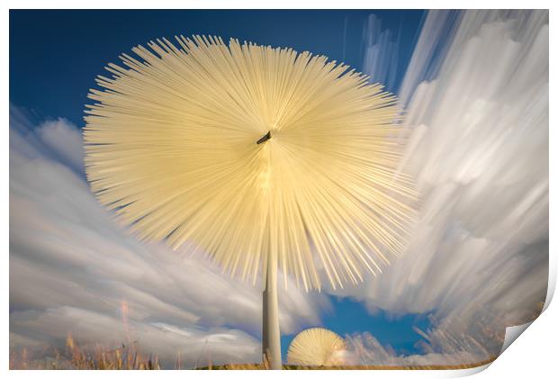 Sun Flower Print by Gareth Burge Photography