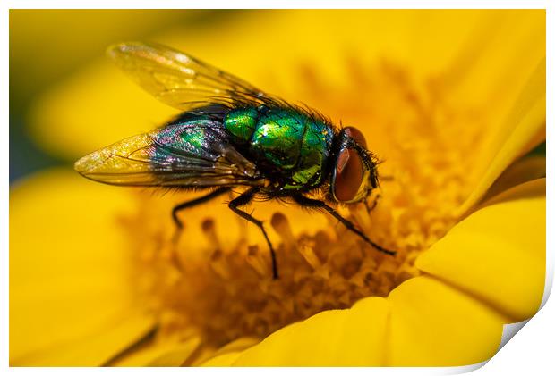 Common Green Bottle Fly 1 Print by Gareth Burge Photography
