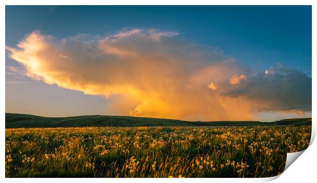 Sego Lilies at Sunset Print by Gareth Burge Photography