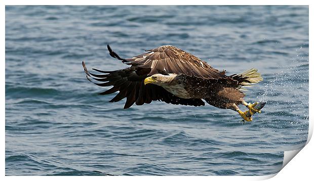 Sea Eagle with Fish Print by Sue Dudley