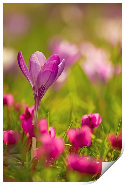 English Spring Flowers Print by Sue Dudley